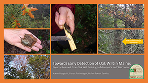 Towards Early Detection of Oak Wilt in Maine
